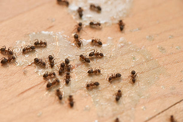  Victory Gardens, NJ Pest Control Pros