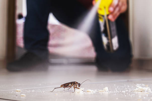 Best Termite Control Services  in Victory Gardens, NJ