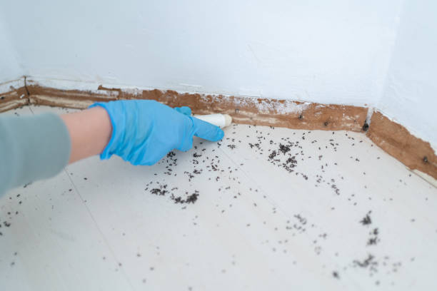 Best Affordable Pest Control Services  in Victory Gardens, NJ